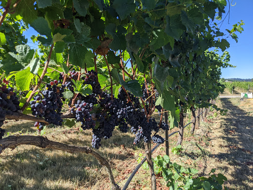 Winery «Kason Vineyards», reviews and photos, 7200 NW Bony Rd, Yamhill, OR 97148, USA