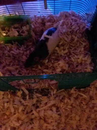 Pet Store «Petland», reviews and photos, 2123 Old Hudson Rd, St Paul, MN 55119, USA