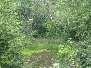 Haas lake Park - photo 1