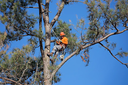 Hampton's Tree Service & Firewood