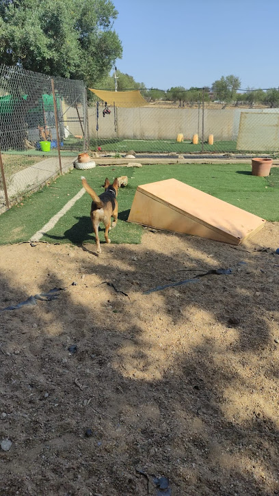 Perrisimos en Fregenal de la Sierra