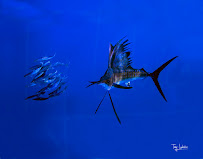 Tony Ludovico Photography - Photo 9 - Car repair in , Port St. Lucie