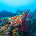 Photo n° 1 de l'avis de cél.e fait le 15/09/2019 à 17:54 pour AST PLONGEE PORTO POLLO à Serra-di-Ferro