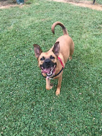 Woofin' It - Photo 9 - Car repair in , Frederick