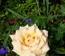 Kleingartnerverein Buntekuh e.V. photo