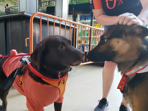 Baseball Field «Oriole Park at Camden Yards», reviews and photos, 333 W Camden St, Baltimore, MD 21201, USA