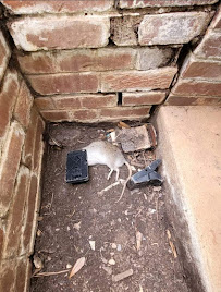 Atlanta Wildlife Solutions, LLC - Photo 4 - Car repair in Dunwoody, GA, Sandy Springs