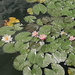 Photo n°3 de l'avis de Sonja.i fait le 25/07/2023 à 17:37 sur le  Haus am See - Café & Restaurant à Mengen