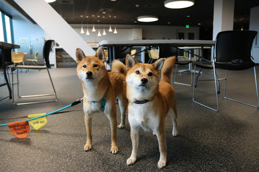 Insurance Company «Trupanion, medical insurance for cats and dogs», reviews and photos