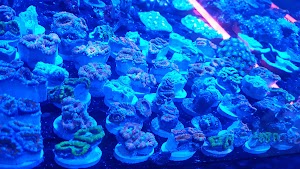 Reef Monsters - photo 68