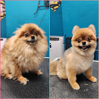 Fur Slayer LLC - Photo 2 - Car repair in Dover, FL, Brandon