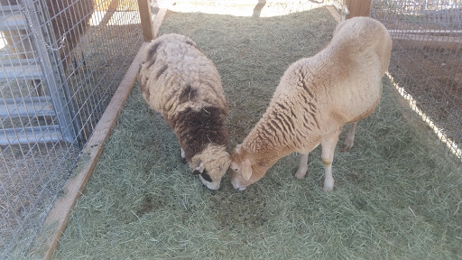 Zoo «Jr Pony Parties», reviews and photos, 1744 N Leonard Ln, Las Vegas, NV 89108, USA