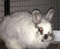 Peace Of Mind Home Pet Care - Photo 7 - Car repair in Alburtis, PA, Allentown