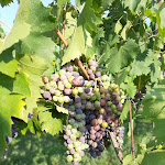 Photo n°3 de l'avis de Lena. fait le 31/07/2020 à 20:07 sur le  Agriturismo La Montina à Ponti sul Mincio