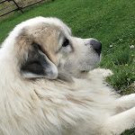 Photo n°4 de l'avis de Mariangela.p fait le 13/09/2019 à 14:52 sur le  Agriturismo A Nostro Mizoun à Ostana