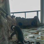 Photo n°5 de l'avis de Marcus. fait le 05/04/2024 à 12:20 sur le  Aquarium Wilhelmshaven incl. Prehistoric Sea Museum à Wilhelmshaven