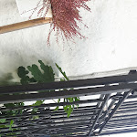 Photo n°17 de l'avis de Sandro.e fait le 09/06/2019 à 07:04 sur le  La mela verde à Imperia