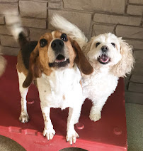 Catch-n-Fetch - Photo 7 - Car repair in Columbus, OH, Columbus