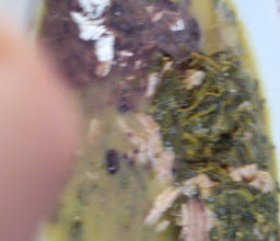 Bambinos Pizza photo