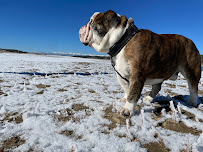 Dogs of Duke City - Photo 1 - Car repair in , Albuquerque