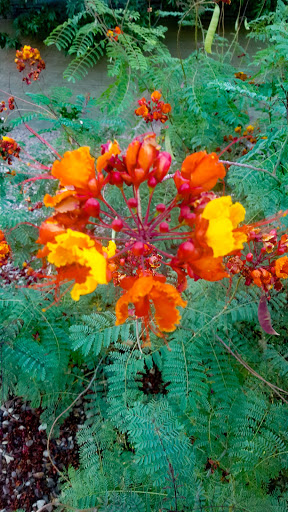 Golf Club «Trilogy Golf Club at Power Ranch», reviews and photos, 4415 E Village Pkwy, Gilbert, AZ 85298, USA