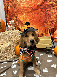 K9 Resorts Luxury Pet Hotel Lone Tree - Photo 4 - Car repair in Lone Tree, CO, Aurora