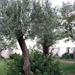 Photo n°16 de l'avis de Roberto.o fait le 12/08/2019 à 11:54 sur le  TH Simeri - Simeri Village à Simeri Crichi