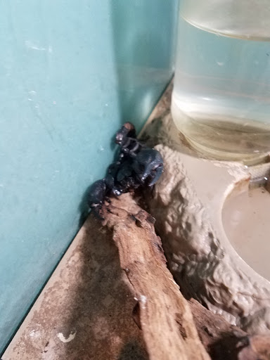 Pet Store «Movie Vault & PETropoliS live», reviews and photos, 1296 Anderson City Rd, Lawrenceburg, KY 40342, USA