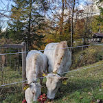 Photo n°1 de l'avis de Julia.e fait le 29/10/2020 à 17:33 sur le  Tannerhof - Mein Versteck in den Bergen à Bayrischzell