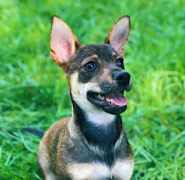 Calling All Dogs & Cats of Pinellas County - Photo 4 - Car repair in , Tampa