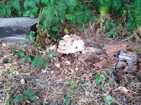 Specialty Rodent - Photo 1 - Car repair in , Marysville