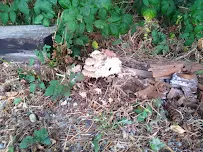 Specialty Rodent - Car repair in , Marysville - Rated 5.0/5