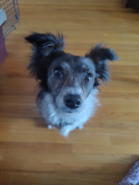 Dog Bar Training & Boarding - Photo 4 - Car repair in West Seneca, NY, Buffalo