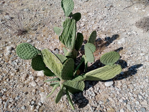 Park «Pueblo Park», reviews and photos, Peublo Vista Dr, Las Vegas, NV 89128, USA