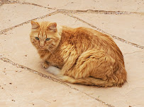 Paul's In-Home Pet Sitting and Care, LLC - Photo 5 - Car repair in Corrales, NM, Albuquerque