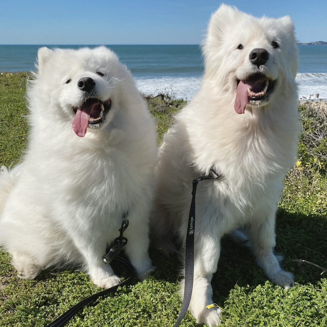 San Francisco Samoyed Rescue