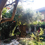 Photo n°8 de l'avis de luc.o fait le 26/06/2023 à 16:09 sur le  Felicin - Ristorante Albergo Dimora Storica” à Monforte d'Alba