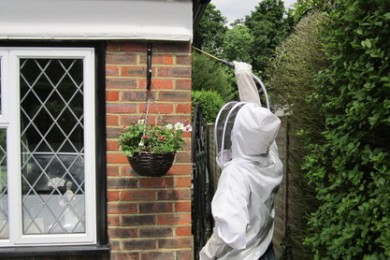 Comments and reviews of Wasp Nest Removal Herefordshire
