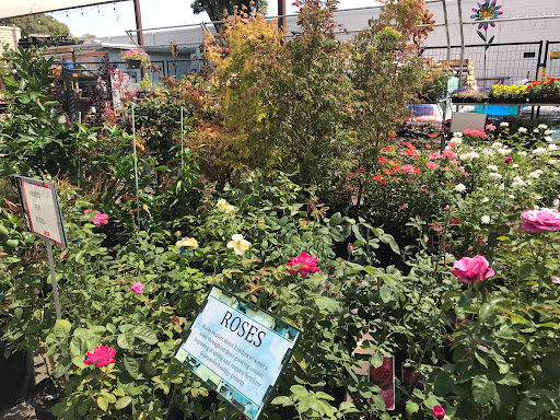 Hardware Store «Antioch Ace Hardware», reviews and photos, 501 Sunset Dr, Antioch, CA 94509, USA