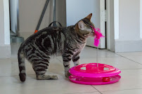 Barn and Veterinary El Grano de Oro - Photo 9 - Car repair in Tijuana, Baja California, Mexico, Chula Vista