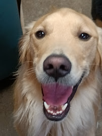 Puppy Camp - Photo 7 - Car repair in Cincinnati, OH, Cincinnati