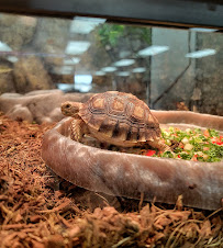 Zoogari Pets - Photo 4 - Car repair in Norton, OH, Akron