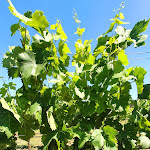 Photo n°19 de l'avis de Marcelo.o fait le 14/06/2022 à 06:33 sur le  Hotel Rurale e Spa Orti di Nora à Santa Margherita di Pula