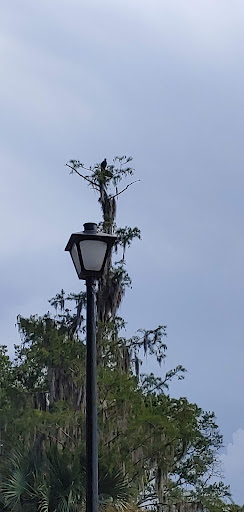 Golf Club «Summertree Golf Club», reviews and photos, 11816 Paradise Point Way, New Port Richey, FL 34654, USA