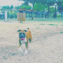 Diligence Dog Adventures - Car repair in Antioch, CA, Concord - Rated 4.3/5