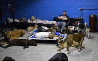 The Backyard Pack Dog Daycare - Photo 6 - Car repair in Lorton, VA, Washington