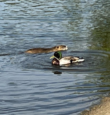Club Angoumoisin de Motonautisme et Ski Nautique à Angoulême