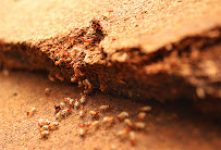 IPM Intelligent Pest Management - Photo 5 - Car repair in Glendale, AZ, Phoenix