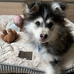 Photo n° 1 de l'avis de Candice.H fait le 21/03/2024 à 20:32 pour LES LOUPS DE LAPONIE - ELEVAGE CANIN à Tupin-et-Semons