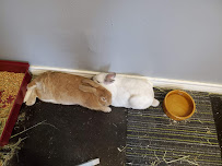 Texas Rustlers Small Animal Rescue - Photo 9 - Car repair in Lewisville, TX, Lewisville